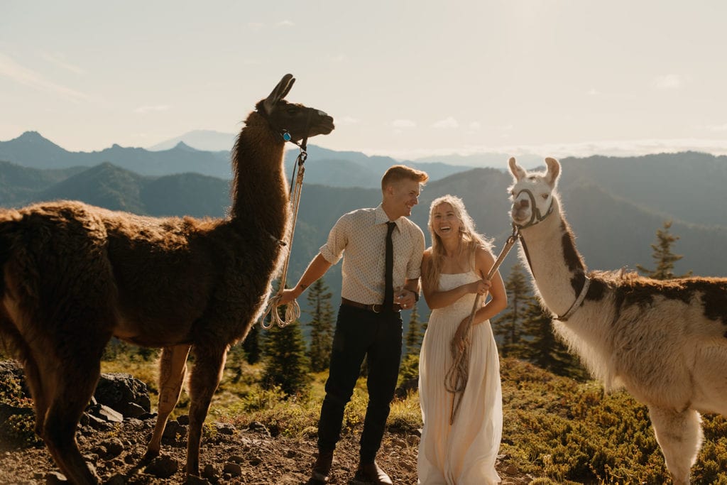 A bride and groom laugh together as they hold a llama each on lead with mountains behind them.