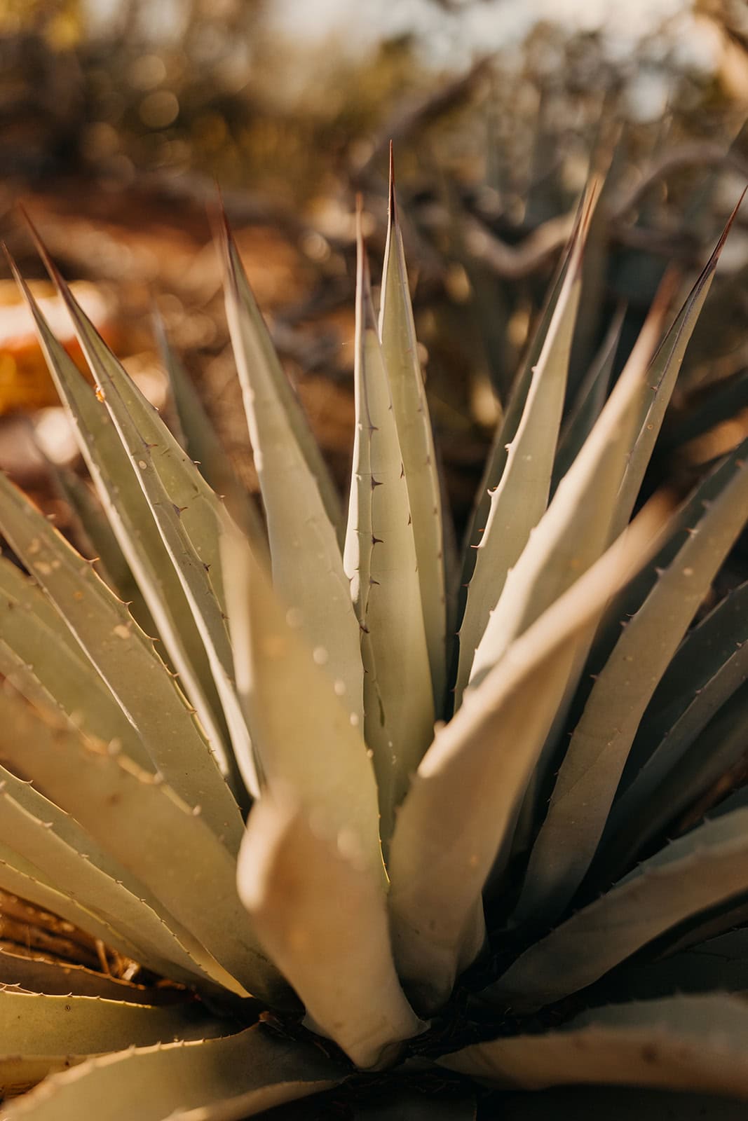 A cactus with sunrise light in Sedona