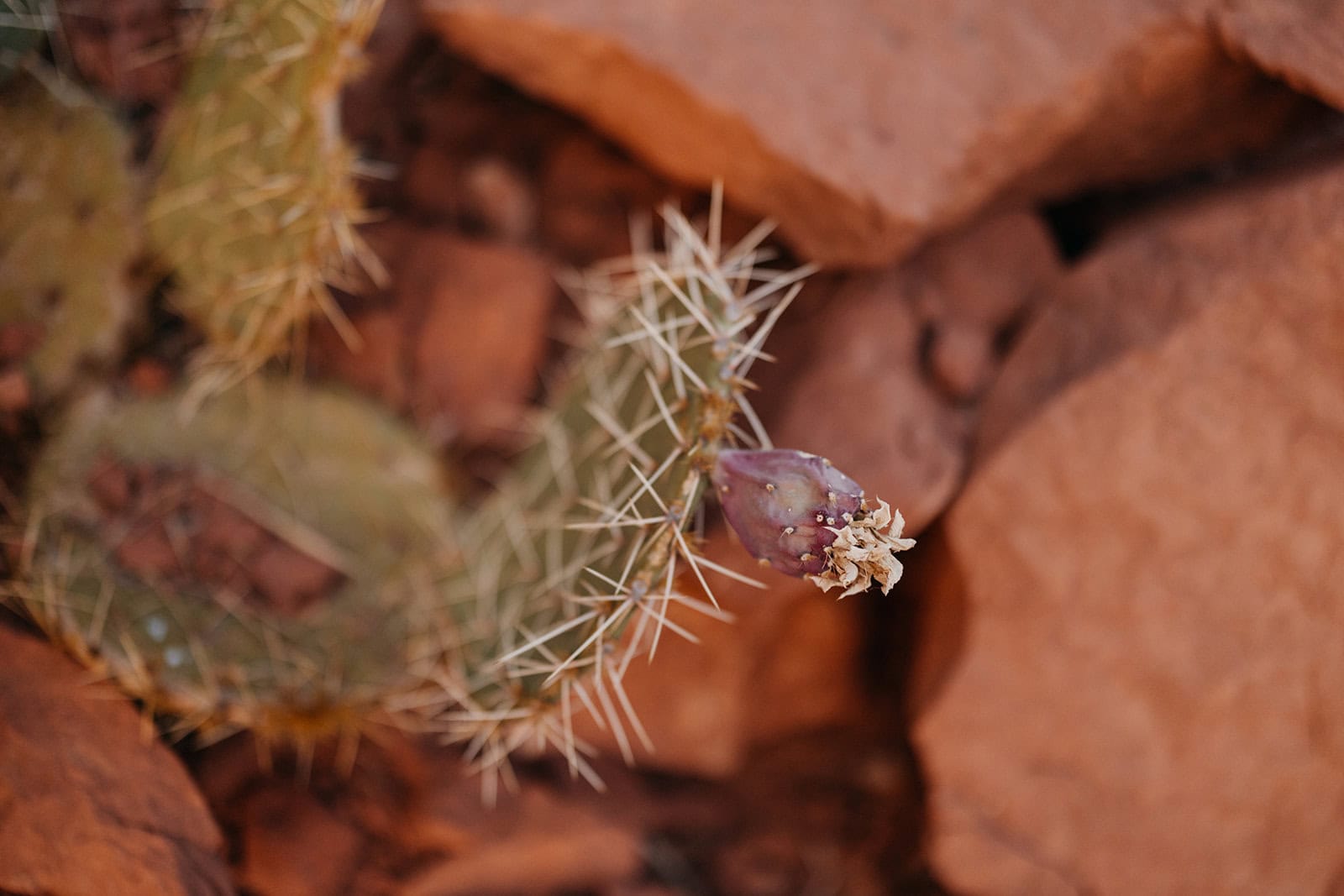 A cactus fruit in Sedona AZ