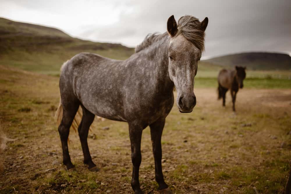 iceland-horse-photos