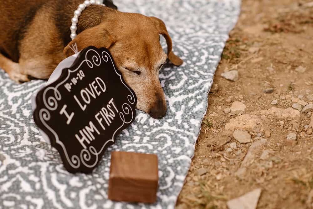 A dog lays on a blanket with a wedding detail sign.