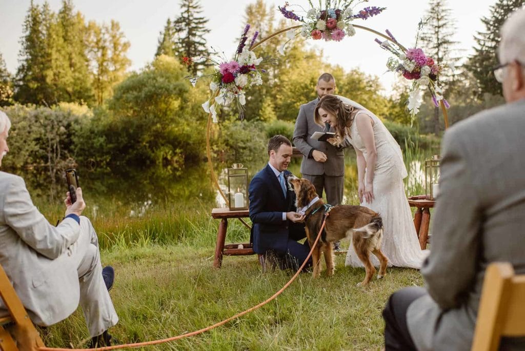 A dog brings the couple's wedding rings down the isle during the ceremony.