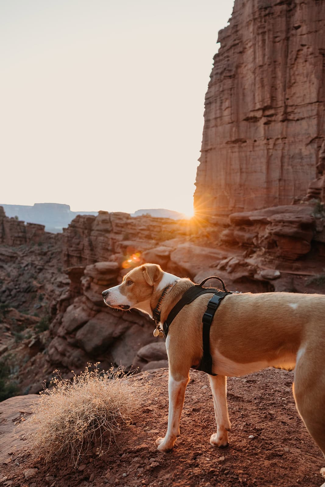 A dog enjoying the sunset in the Moab area