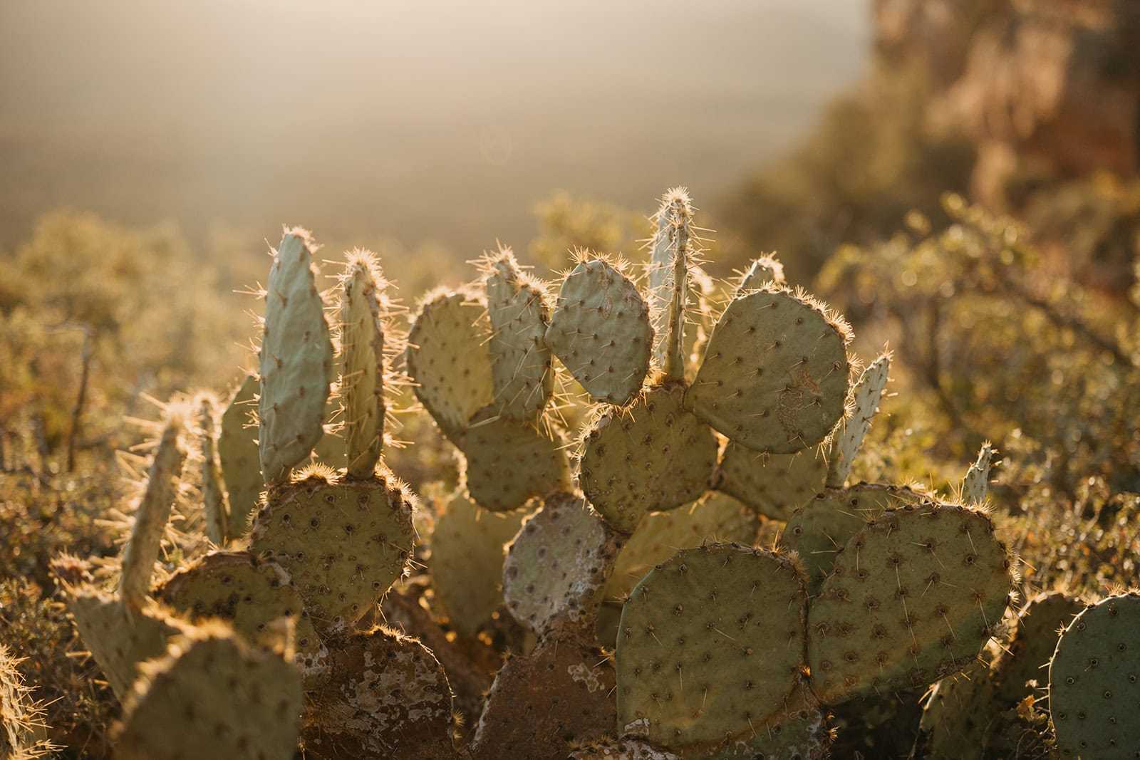 beautiful light behind prickly pear cactus in Sedona AZ