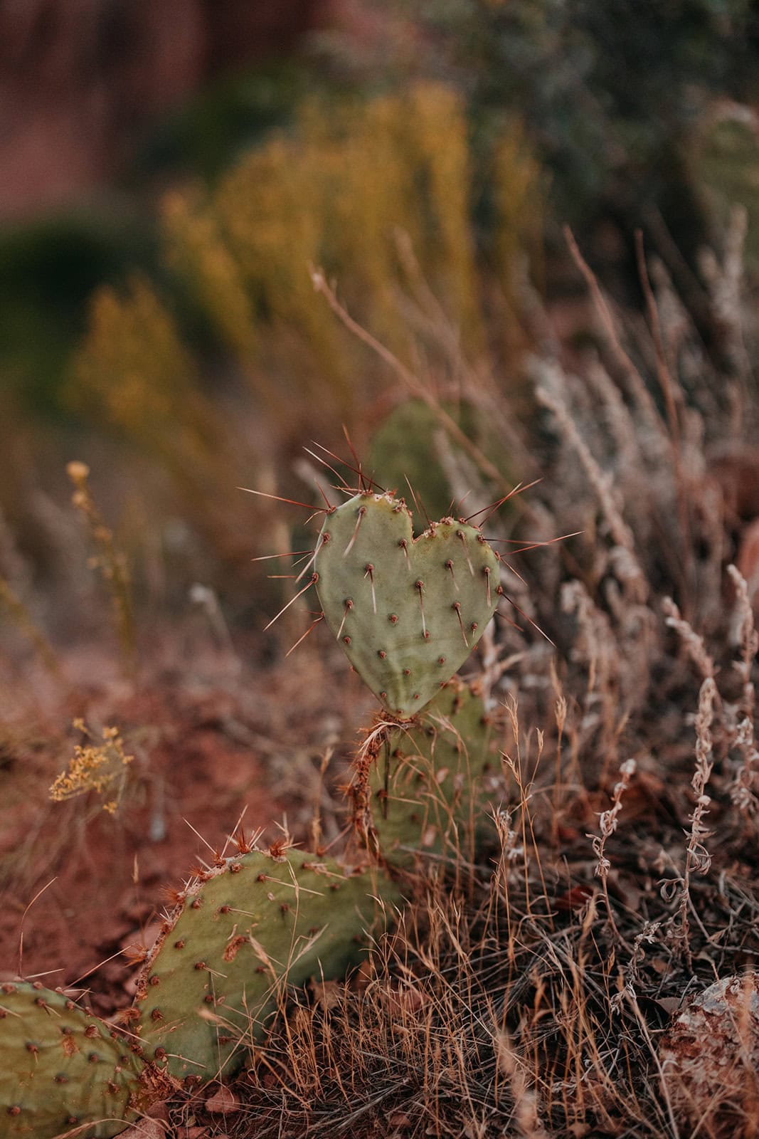 A prickly pear heart shaped cactus in Sedona AZ
