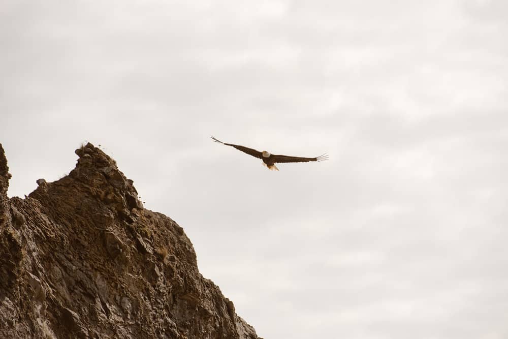 olympic-park-wildlife